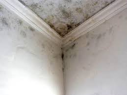 Mold Remediation for Rental Properties in Cedar Ridge, CA