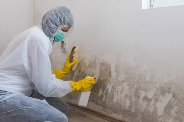 Best Emergency Mold Remediation  in Cedar Ridge, CA