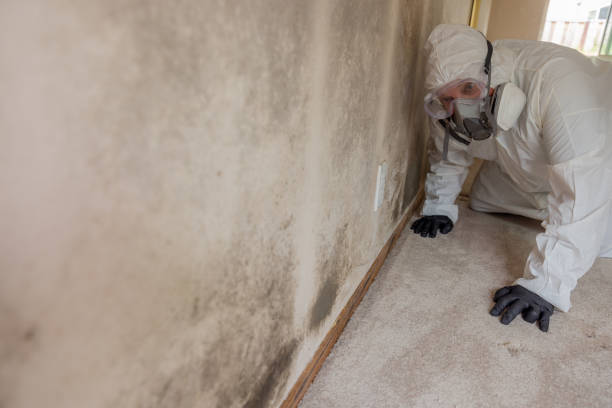 Best Forensic Mold Investigation  in Cedar Ridge, CA